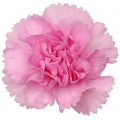 Mini Carnations - Pink (bunch of 10 stems)