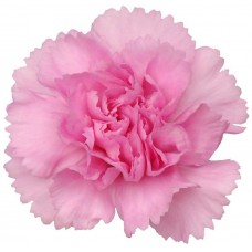 Mini Carnations - Pink (bunch of 10 stems)
