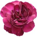 Mini Carnations - Negrita (bunch of 10 stems)