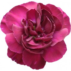 Mini Carnations - Negrita (bunch of 10 stems)