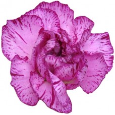 Mini Carnations - Purple Spectro (bunch of 10 stems)