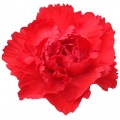 Mini Carnations - Rony (bunch of 10 stems)