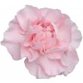Mini Carnations - Roxanne (bunch of 10 stems)