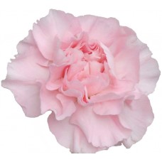 Mini Carnations - Roxanne (bunch of 10 stems)