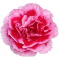 Mini Carnations - Royal Tessino (bunch of 10 stems)