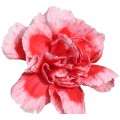 Mini Carnations - Scarlette Plus (bunch of 10 stems)