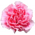 Mini Carnations - Skyline (bunch of 10 stems)