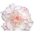 Mini Carnations - Smart (bunch of 10 stems)