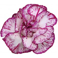 Mini Carnations - Spectro (bunch of 10 stems)