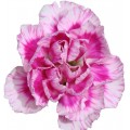 Mini Carnations - Super Trendy Tessino (bunch of 10 stems)