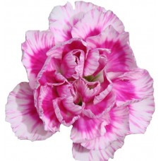 Mini Carnations - Super Trendy Tessino (bunch of 10 stems)