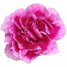 Mini Carnations - Tia Maria (bunch of 10 stems)