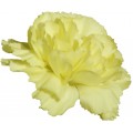 Mini Carnations - Timana (bunch of 10 stems)