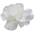 Mini Carnations - White (bunch of 10 stems)