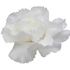 Mini Carnations - White (bunch of 10 stems)