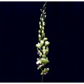 Dendrobium - Burana Green