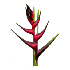 Heliconia - Edge of Night (M)