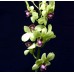 Dendrobium - Burana Green