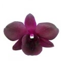 Dendrobium - New Madame Pompadour