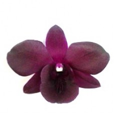Dendrobium - New Madame Pompadour