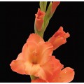 Gladiolus - Orange
