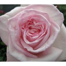 Garden Roses - Pink O'Hara