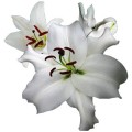 Lily - Oriental - Santander (3+ blooms)