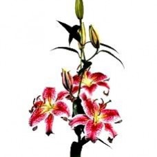 Lily - Oriental - Stargazer (3+ blooms)