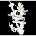 Dendrobium - White
