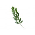 Coccullus