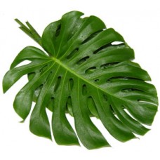Monstera Leaves