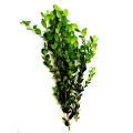 Boxwood (25)